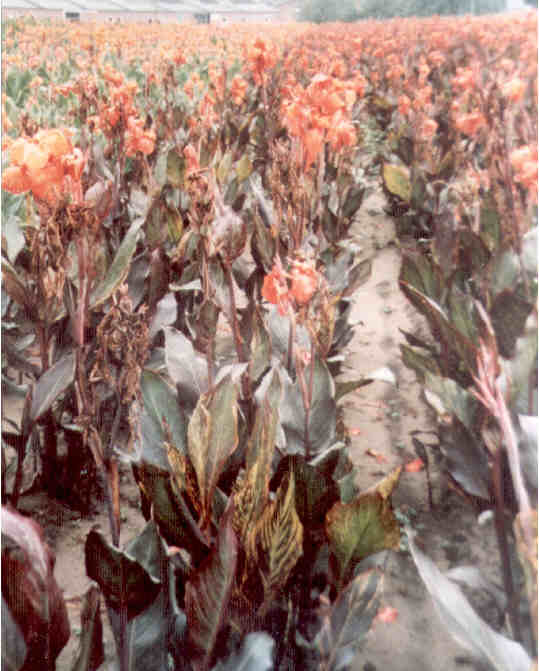 Canna Virus Holland