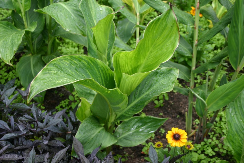 Canna Virus London Park 2011